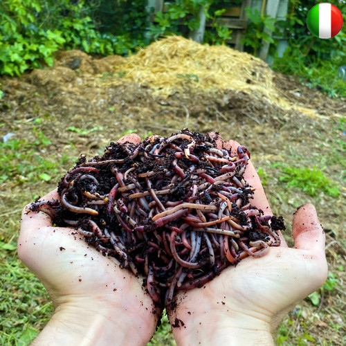 Vermi compost lombrico - da, /