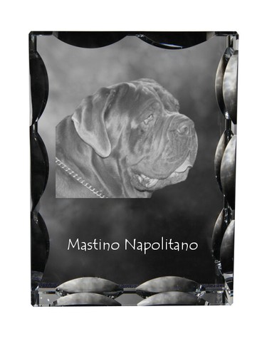 Mastino napoletano - mastino, napoletano,