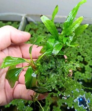 Pietra lavica piantata con