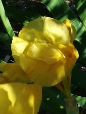 Iris Germanica barbata