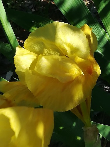 Iris germanica barbata - , –