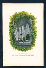 IL PRIMO BATTITO D'ALI,  stampa colorata a mano, ca. 1870, PASSEPARTOUT GRATIS