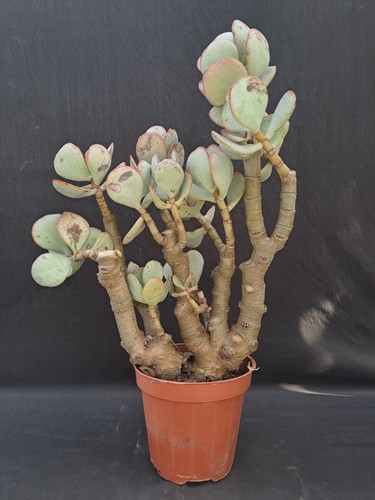 Crassula arborescens bonsai - arborescens,