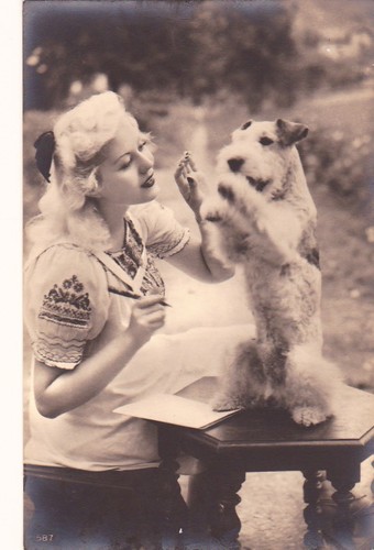 Cartolina foxterrier - *,