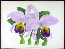 1881, J.N. FITCH FINE LITHO CON ANTICHI ACQUERELLI ORIGINALI SU ORCHIDEE WM4