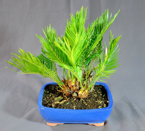 Bonsai cykas revoluta vaso - cykas,