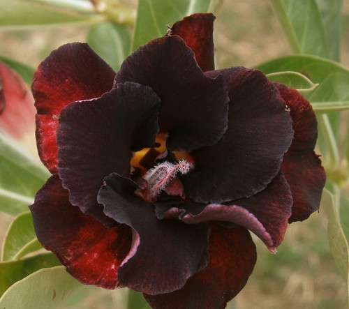 Rosa del deserto - -, adenium