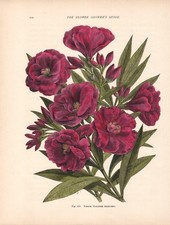 Stampa antica FIORI OLEANDRO
