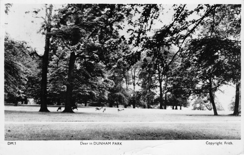 Postcard deer dunham - -, in