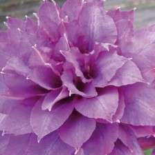 Clematide Vyvyan Pennell 2L -