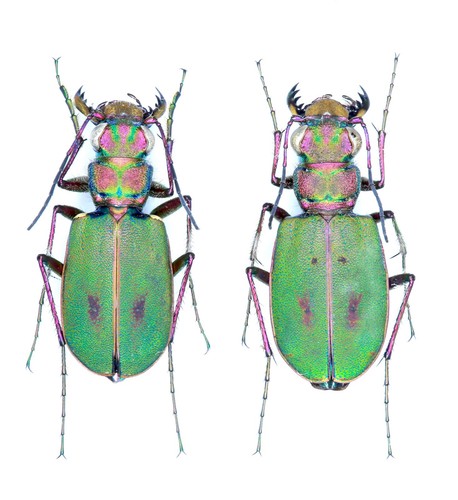 Cicindelidae cicindela - cicindelidae,,