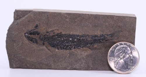 Superbo pesce con pinne - superbo,