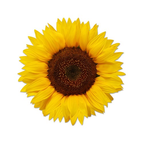 Bellissimo adesivo girasole - , a