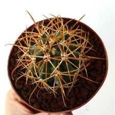 Ferocactus chrysacanthus dark - chrysacanthus,
