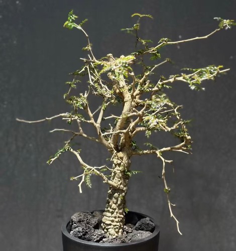 Operculicarya pachypus wysiwyg - operculicarya,