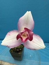 Lycaste Spring Chorus Pink