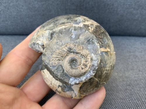Jurassic fossil ammonite - jurassic,