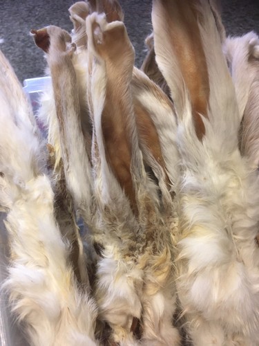 1kg quality furry rabbit - furry, ears