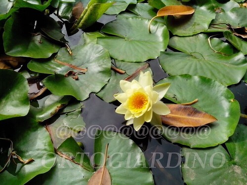 Semi ninfea yellow - di, "