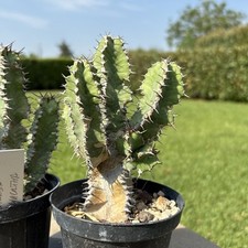 Euphorbia polyacantha cactus - polyacantha,
