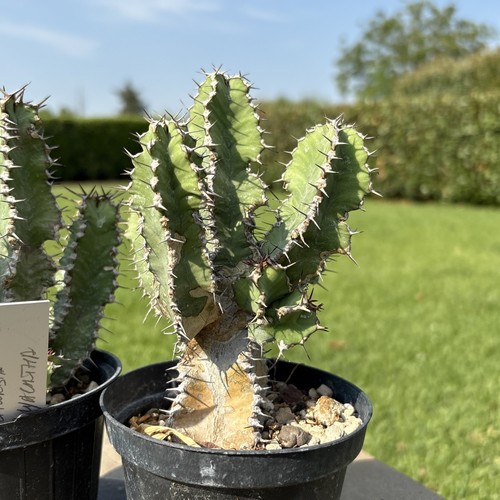 Euphorbia polyacantha cactus - polyacantha,