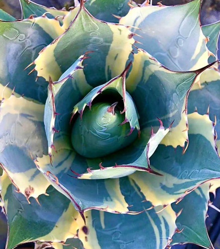 Agave parrasana - , cv