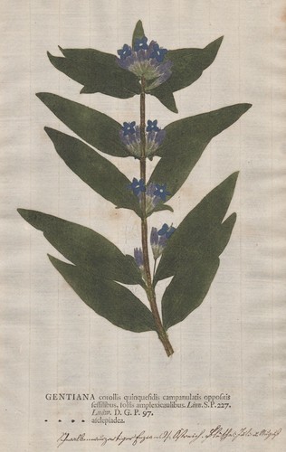 Gentiana gentian fiore enziano - gentiana,