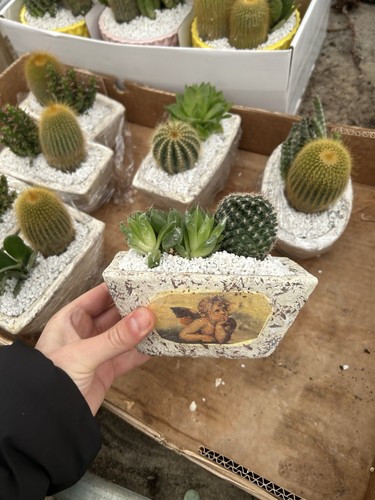 Pianta grassa con vaso - pianta,