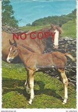 Cavalli, Cavalla con puledro.