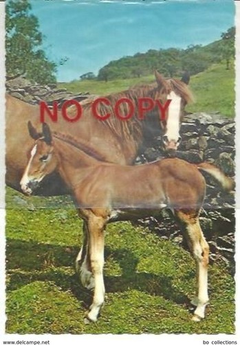 Cavalli cavalla con puledro - con, puledro.
