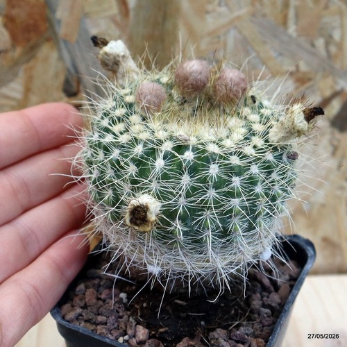 Notocactus vaso 7 cm - notocactus, sp.