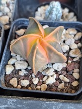 Astrophytum myriostigma koh-yo