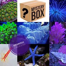✅SPECIALE Promo Box S Coralli Invertebrati Acquario Marino Box Sorpresa Rarità