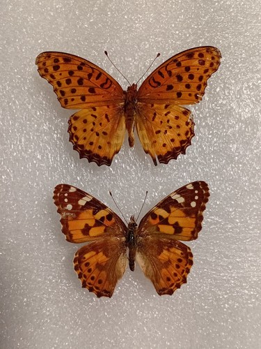 Vanessa cardui butterfly - cardui, set