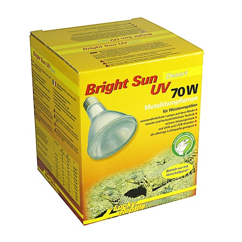 Lucky reptile bright sun - reptile,