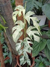 KN 2703TC Monstera Delicosia