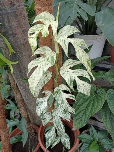 2703tc monstera delicosia - kn,
