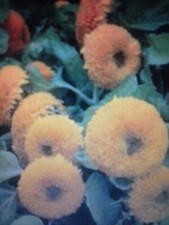 GIRASOLE, NANO, DOPPIO