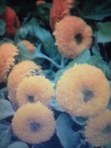 Girasole nano doppio - girasole,,
