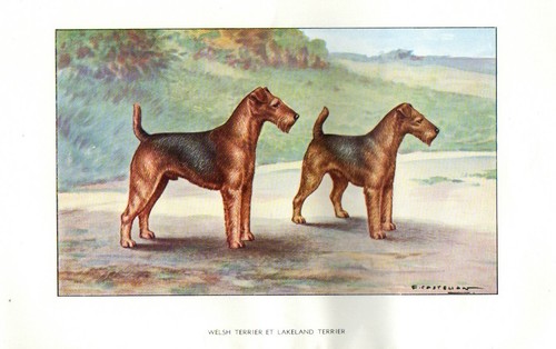 Primi del 900 - cane, terrier