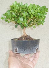 Japanese Boxwood Pre Bonsai