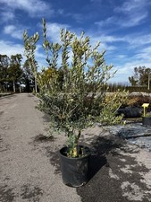 Ulivo Arbequina grande (vaso