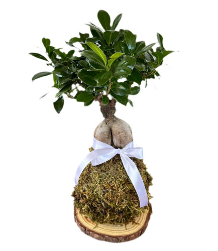 Kokedama bonsai ginseng - ginseng, ficus