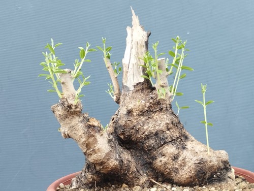 Bonsai olivastro 20x20 - olivastro,