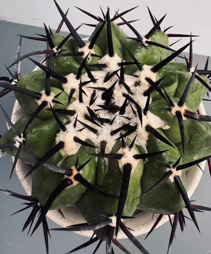 Discocactus ferricola wysiwyg - discocactus,