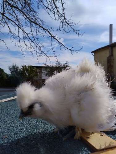 Galline moroseta - galline,