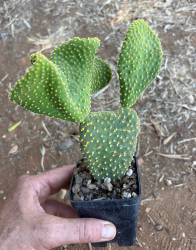 Opuntia microdasys var pallida - opuntia,