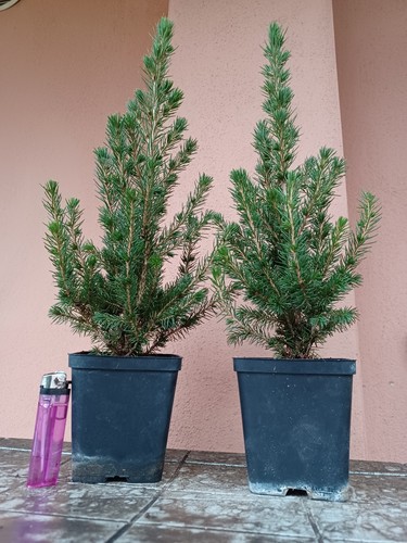 Picea glauca conica abete - conica, del