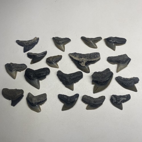 Lotto denti fossili di - 18,