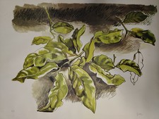 Renato Gottuso, Molto Rara